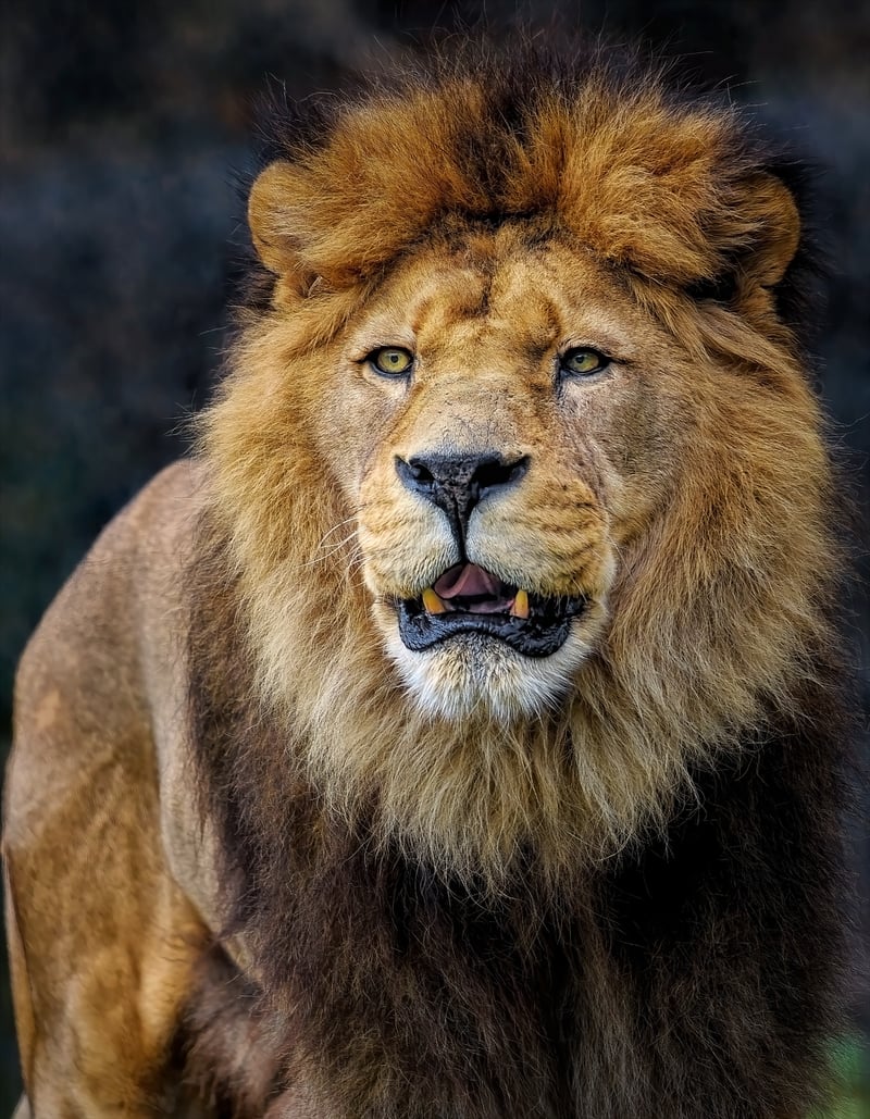 Lion Safari